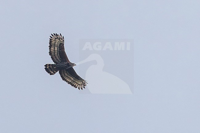 Crowned Eagle (Stephanoaetus coronatus) in flight in Tanzania. stock-image by Agami/Dubi Shapiro,