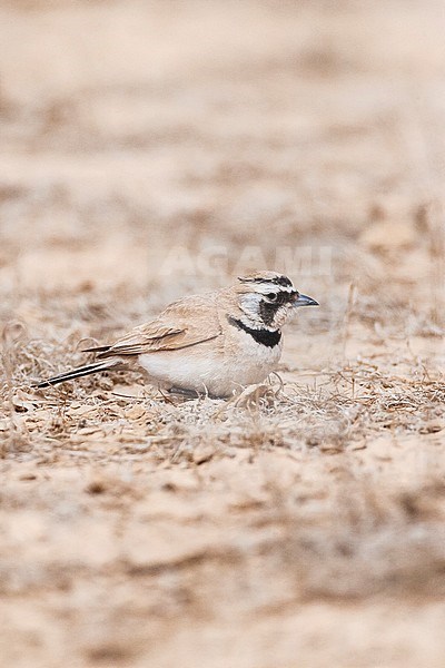 Adult Temminck's Lark (Eremophila bilopha) in the southern negev, Israel, stock-image by Agami/Marc Guyt,