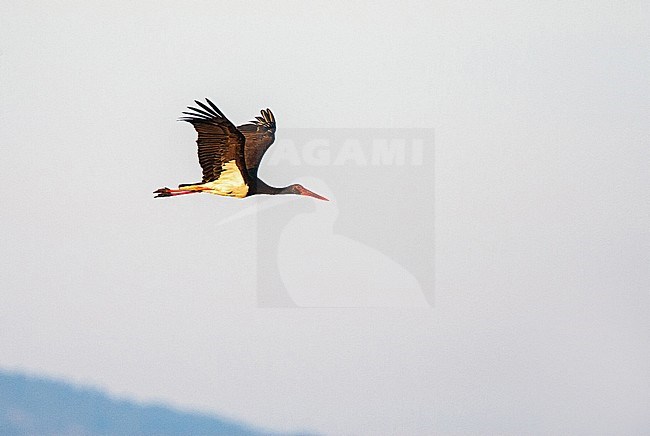 Two adult Black Storks (Ciconia nigra) in flight with very early morning light on the Greek island Lesvos. stock-image by Agami/Marc Guyt,