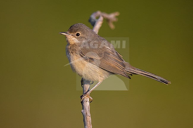 Western Subalpine Warbler (Sylvia inornata) in Verdon, France. stock-image by Agami/Daniele Occhiato,