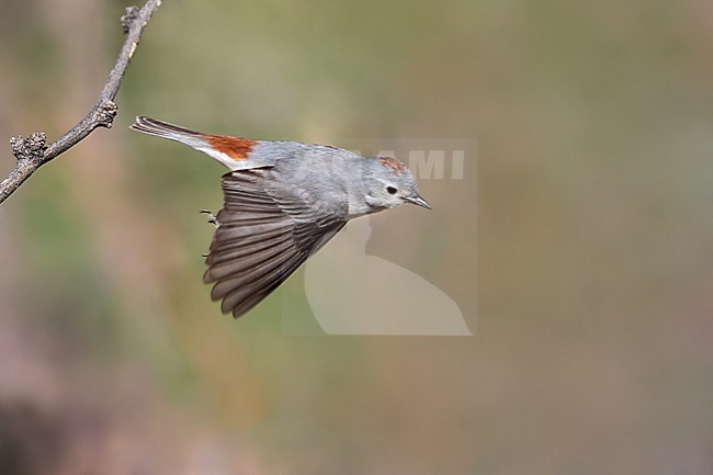 Lucy's Warbler (Leiothlypis luciae) in North-America. stock-image by Agami/Dubi Shapiro,