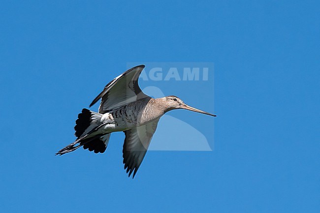 Adult Black-tailed Godwit (Limosa limosa) during spring icalling in flight stock-image by Agami/Roy de Haas,