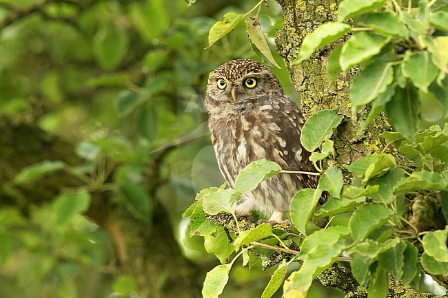 Steenuil zittend in een appelboomgaard, Little Owl sitting in an apple orchard, stock-image by Agami/Walter Soestbergen,