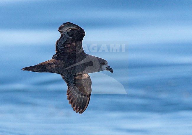 Grey-faced Petrel (Pterodroma gouldi) flying above the ocean off Kaikoura in New Zealand. Seen from the side with backlight. stock-image by Agami/Marc Guyt,