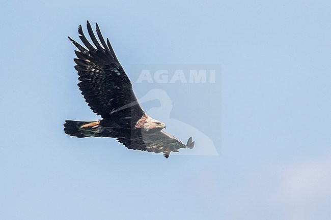 Golden Eagle (Aquila chrysaetos), immature male in flight, Campania, Italy stock-image by Agami/Saverio Gatto,