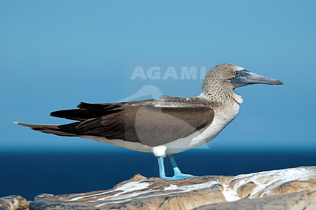 Blauwvoetgent op rots, Blue-footed Booby on rock stock-image by Agami/Roy de Haas,