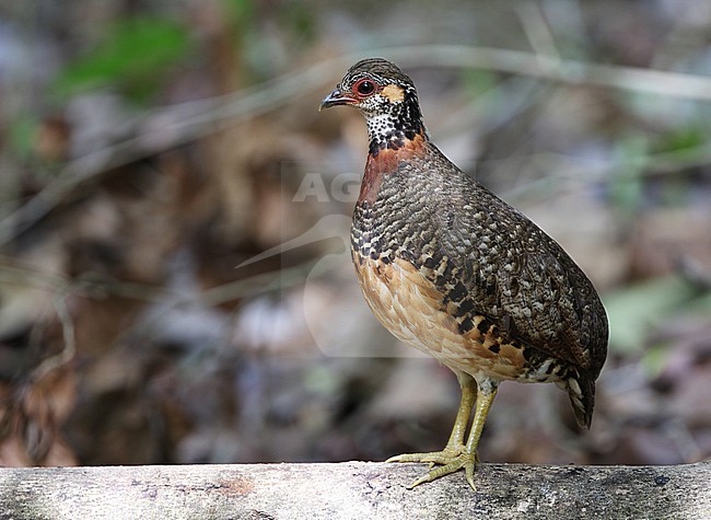 Chestnut-necklaced Partridge, Tropicoperdix charltonii, at Pedu Lake in Malaysia. stock-image by Agami/James Eaton,