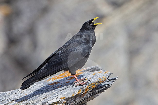 Alpine Chough (Pyrrhocorax graculus)  sitting on colorfull rock in swiss Alps. stock-image by Agami/Marcel Burkhardt,