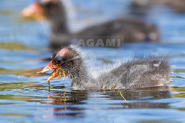 Red-knobbed Coot (Fulica cristata), side view of a chick swallowing aquatic grass stock-image by Agami/Saverio Gatto,