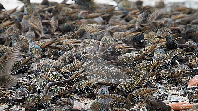 Common Starling - Star - Sturnus vulgaris ssp. vulgaris, Germany, adult stock-image by Agami/Ralph Martin,