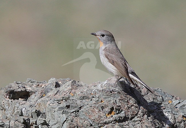 Volwassen mannetje Taigavliegenvanger, Adult male Taiga Flycatcher stock-image by Agami/Mike Danzenbaker,