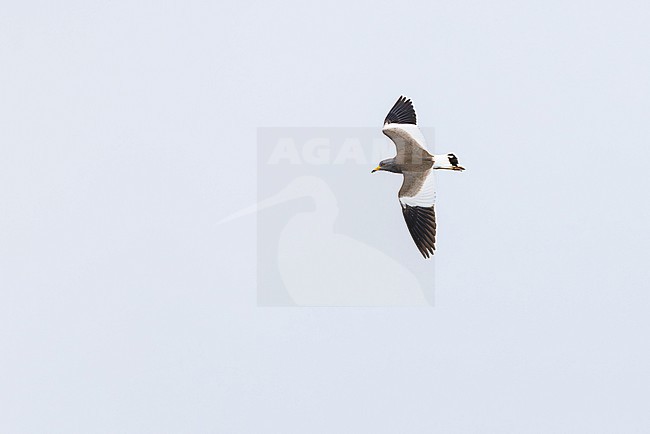 adult grey-headed lapwing (vanellus cinereus) in flight, found near Khalk River in eastern Mongolia in Dornod Aimag stock-image by Agami/Mathias Putze,