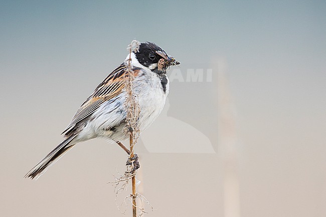 Reed Bunting - Rohrammer - Emberiza schoeniclus ssp. schoeniclus, Russia, adult male stock-image by Agami/Ralph Martin,