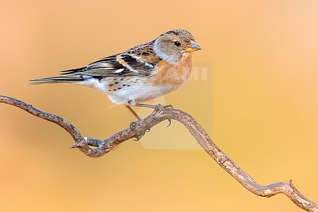 Wintering Brambling, Fringilla montifringilla, in Italy. stock-image by Agami/Daniele Occhiato,