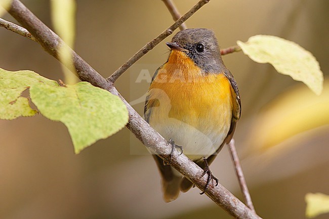 Mugimaki Flycatcher in autumn in Hokkaido, Japan. stock-image by Agami/Stuart Price,