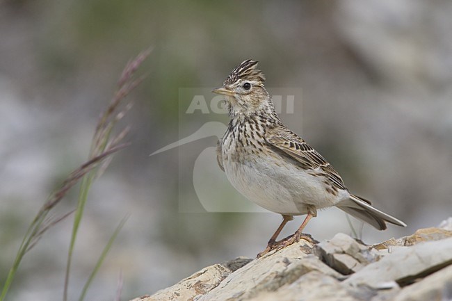 Eurasian Skylark perched; Veldleeuwerik zittend stock-image by Agami/Daniele Occhiato,