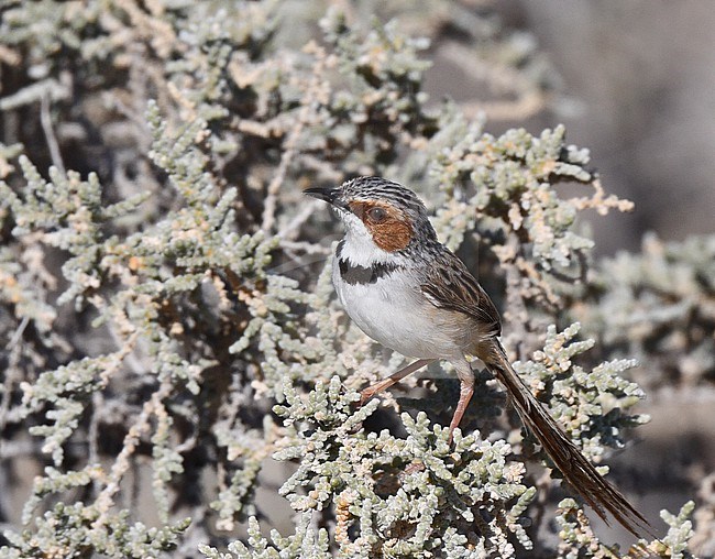 Rufous-eared Warbler (Malcorus pectoralis) in Namibia. stock-image by Agami/Laurens Steijn,