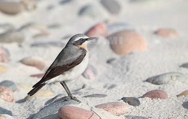 Northern Wheatear, Oenanthe oenanthe, male resting at beach in Skagen, Denmark stock-image by Agami/Helge Sorensen,
