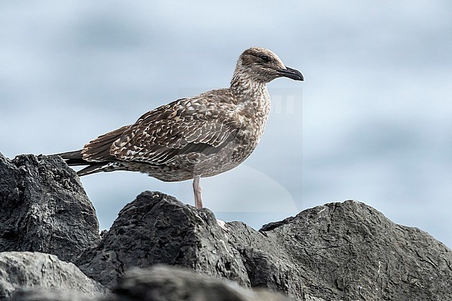 First winter Azores Yellow-legged Gull (Larus michahellis atlantis) aka Atlantic Gull flying perched on a rock in old harbour, Corvo, Azores, Portugal. stock-image by Agami/Vincent Legrand,