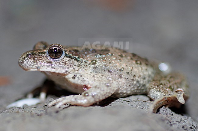 Parsley Frog (Pelodytes punctatus) taken the 12/04/2023 at Aix-en-Provence - France. stock-image by Agami/Nicolas Bastide,