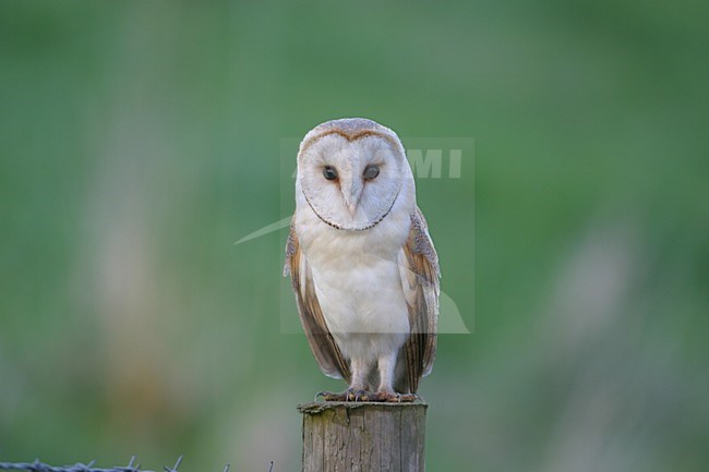 Pale Barn Owl adult perched on a pole; Witte Kerkuil volwassen zittend op een paal stock-image by Agami/Bill Baston,