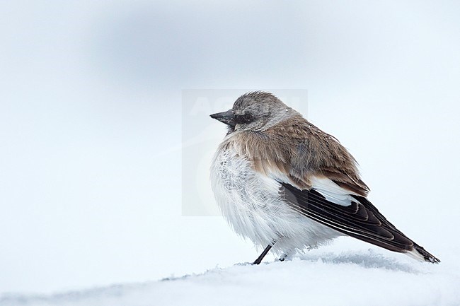 Adult White-winged Snowfinch (Montifringilla nivalis tianshanica) perched in the snow in remote Kyrgyzstan mountains. stock-image by Agami/Ralph Martin,