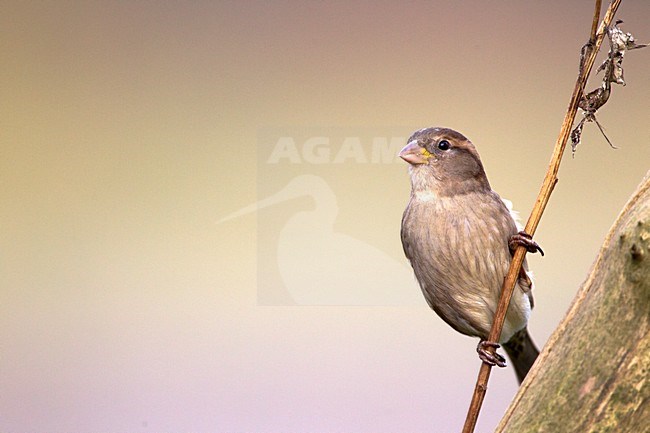 Vrouwtje Huismus, House Sparrow female stock-image by Agami/Roy de Haas,