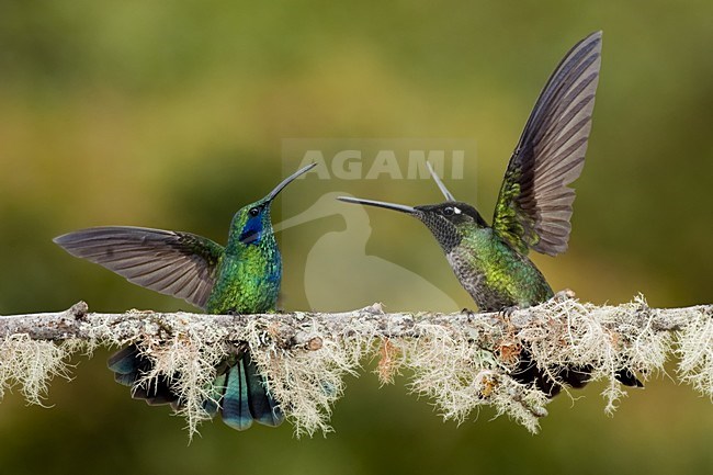 Groene Violetoorkolibrie en Rivoli-kolibrie; Green Violet-ear and Magnificent Hummingbird stock-image by Agami/Bence Mate,