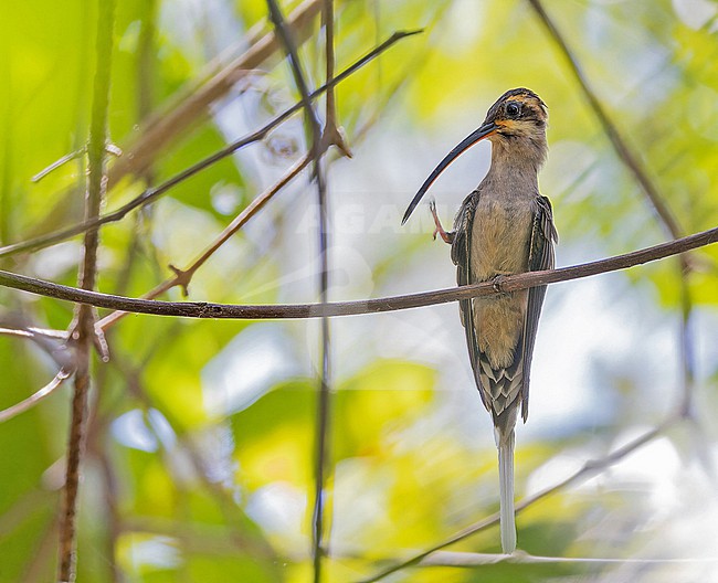 Mexican Hermit (Phaethornis mexicanus) in Western Mexico. stock-image by Agami/Pete Morris,