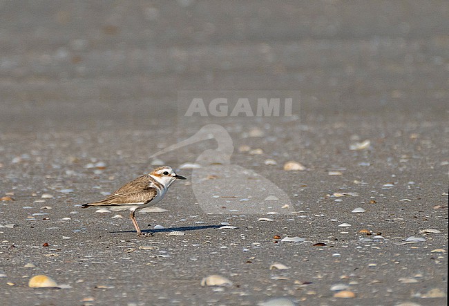White-faced Plover, Charadrius dealbatus, in Thailand. stock-image by Agami/Pete Morris,