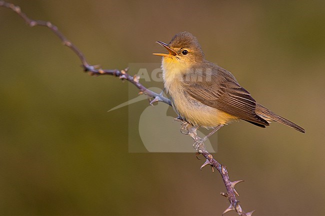 Melodious Warbler, Hippolais polyglotta, in Italy. Singing male. stock-image by Agami/Daniele Occhiato,