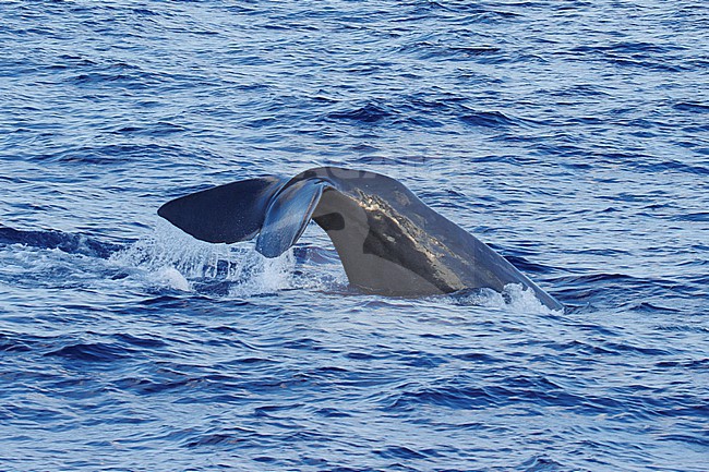 Sperm whale (Physeter macrocephalus) taken the 25/08/2022 at Toulon - Franc.e. stock-image by Agami/Nicolas Bastide,