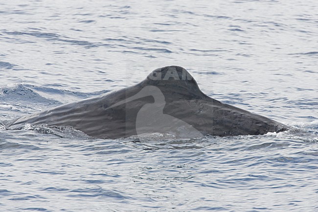 Potvis, Sperm whale stock-image by Agami/Menno van Duijn,