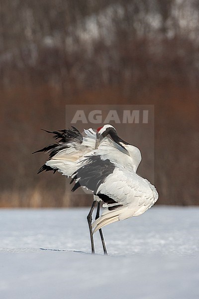Preening adult Red-crowned Crane (Grus japonensis) standing on a snow covered meadow on the island Hokkaido in Japan during winter. stock-image by Agami/Marc Guyt,