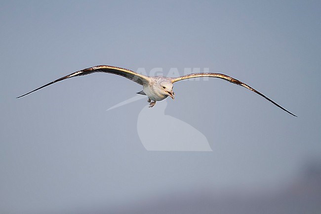 Caspian Gull, Pontische Meeuw, Larus cachinnans, Austria, 2nd W stock-image by Agami/Ralph Martin,