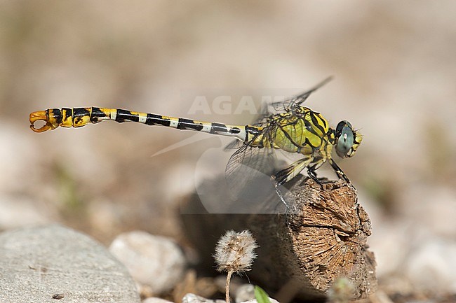 Mannetje Kleine tanglibel, Male Onychogomphus forcipatus albotibialis stock-image by Agami/Wil Leurs,