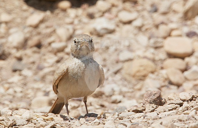 Woestijnleeuwerik in halfwoestijn; Desert Lark in semi desert stock-image by Agami/Markus Varesvuo,
