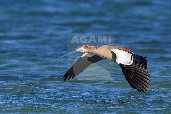 Egyptian Goose (Alopochen aegyptiaca), adult in flight, Western Cape, South Africa stock-image by Agami/Saverio Gatto,