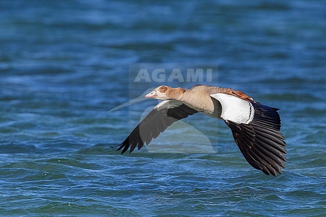 Egyptian Goose (Alopochen aegyptiaca), adult in flight, Western Cape, South Africa stock-image by Agami/Saverio Gatto,