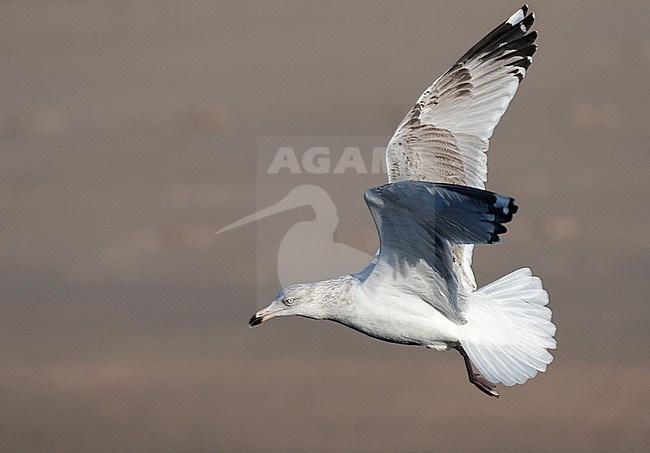 Third-winter European Herring Gull (Larus argentatus) in Katwijk in the Netherlands. Side view of flying bird with wings held high. stock-image by Agami/Marc Guyt,