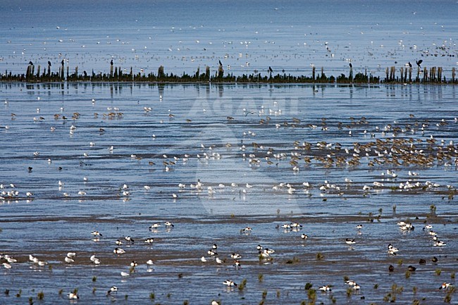 Hoogwatervluchtplaats met steltlopers en meeuwen en Bergeenden; tidal mudflats with waders, gulls en Shellducks stock-image by Agami/Marc Guyt,