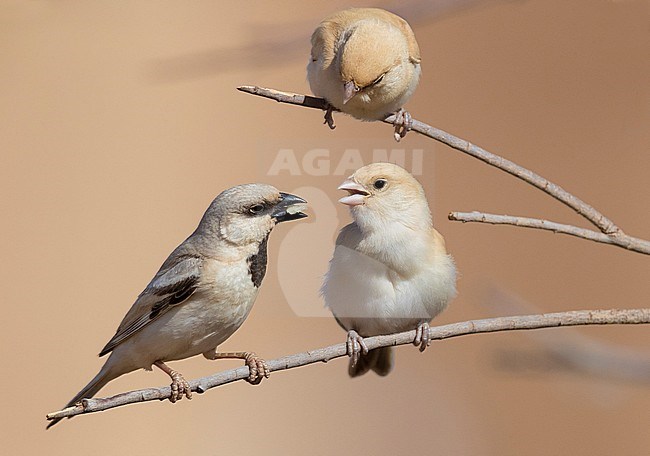 Desert Sparrow (Passer simplex saharae), adult male feeding its chick stock-image by Agami/Saverio Gatto,