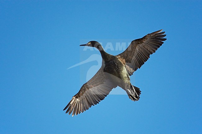 Volwassen Kuifaalscholver in de vlucht; Adult European Shag in flight stock-image by Agami/Markus Varesvuo,