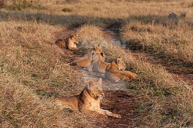 A lioness, Panthera leo, with cubs, resting in the tracks of a dirt road. Masai Mara National Reserve, Kenya. stock-image by Agami/Sergio Pitamitz,