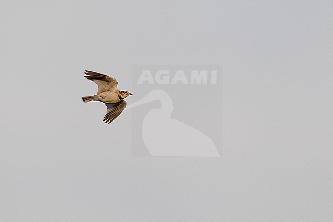 An adult Mongolian lark (Melanocorypha mongolica) in flight from below against the grey sky stock-image by Agami/Mathias Putze,