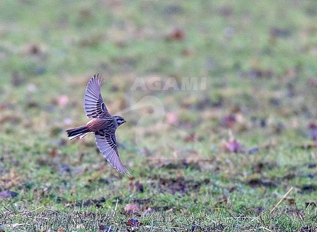 Male Pine Bunting in flight. One of the few flight images available in the world. stock-image by Agami/Josh Jones,