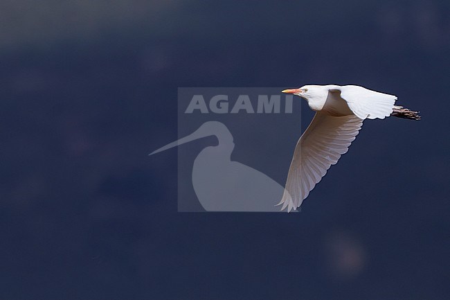 Cattle Egret - Kuhreiher - Bubulcus ibis ssp. ibis, Morocco, adult stock-image by Agami/Ralph Martin,