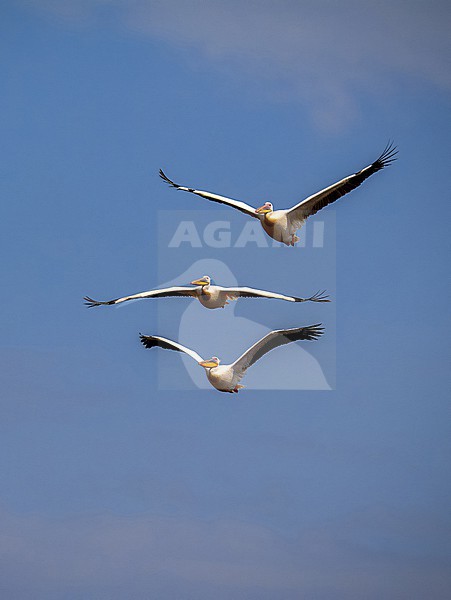 Great White Pelican, Pelecanus onocrotalus. Three birds flying. Portrait format. stock-image by Agami/Hans Germeraad,