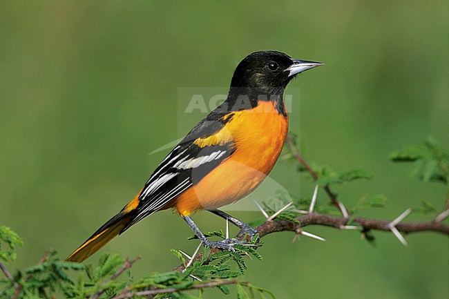 Adult male
Galveston Co., TX
April 2005 stock-image by Agami/Brian E Small,