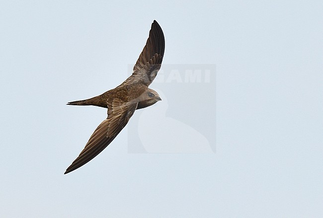 Pallid Swift (Apus pallidus) in flight during autumn in northern Spain. stock-image by Agami/Laurens Steijn,